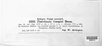 Pestalotiopsis guepinii image